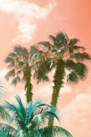 Caribbean Palm Trees Summer Vibes 2 tapeta