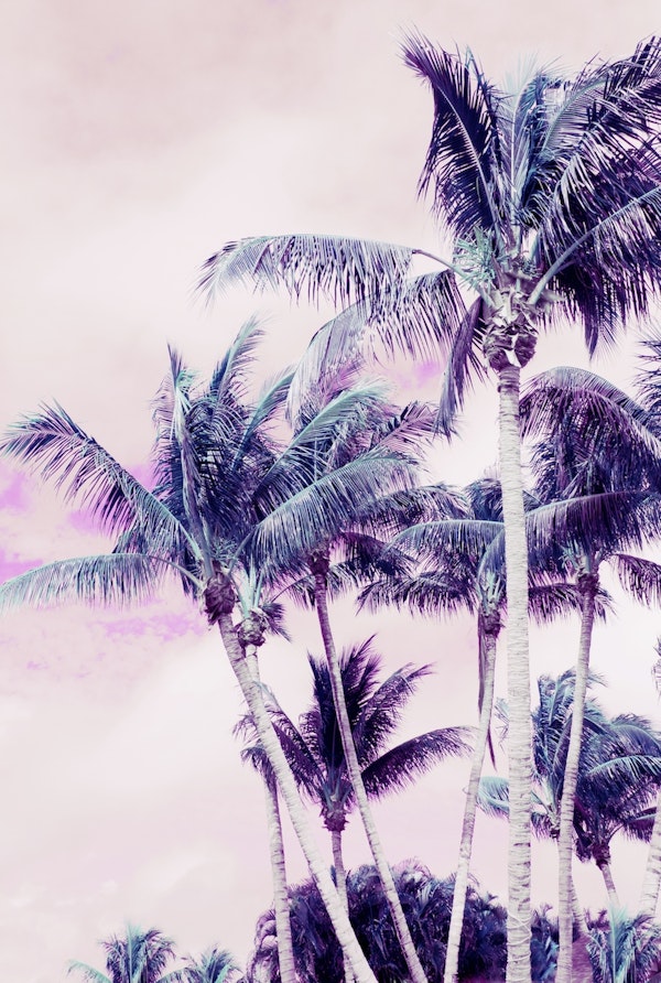 Palm Trees Finesse 4