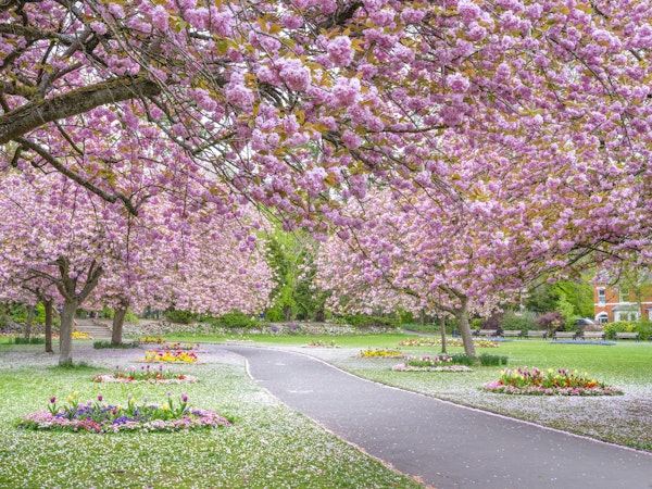Blossoms Adorn the Park