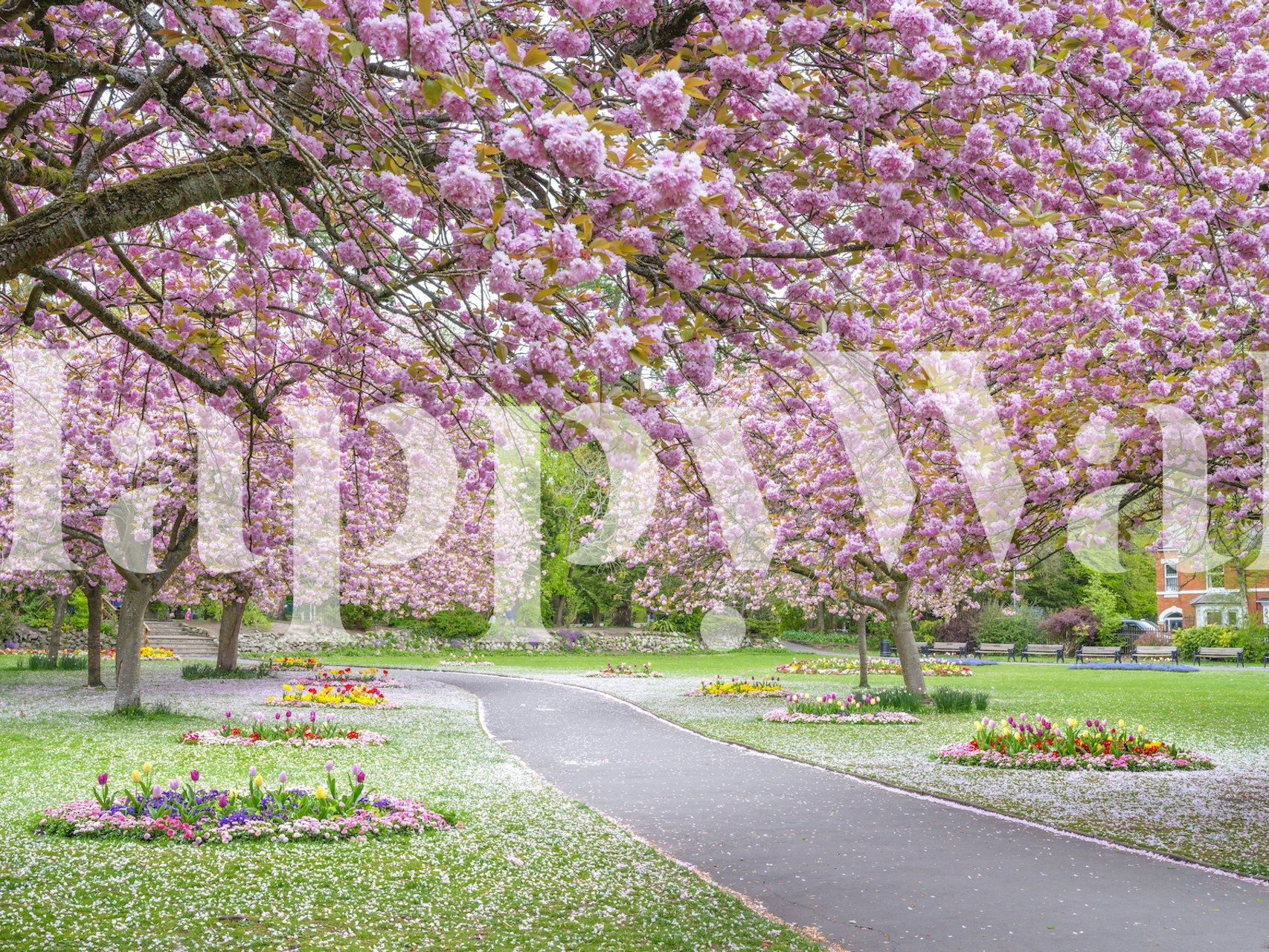 Cherry blossom trees with pink flowers in a park wallpaper