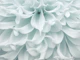 Petals Unveiled