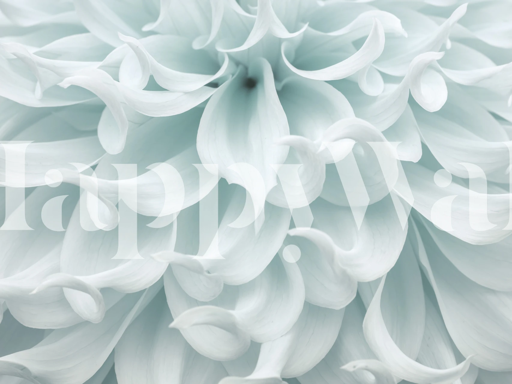 Petals Unveiled wallpaper displayed in a room