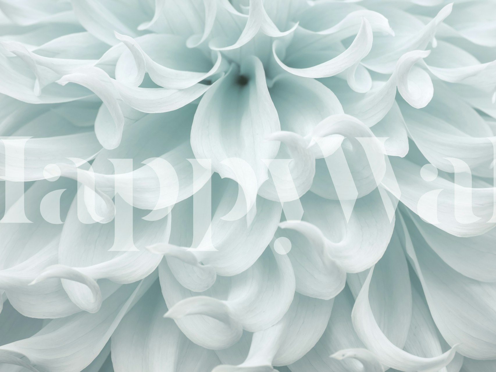 Tapeta Petals Unveiled prikazana u sobi