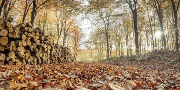 Logs in Autumn Forest