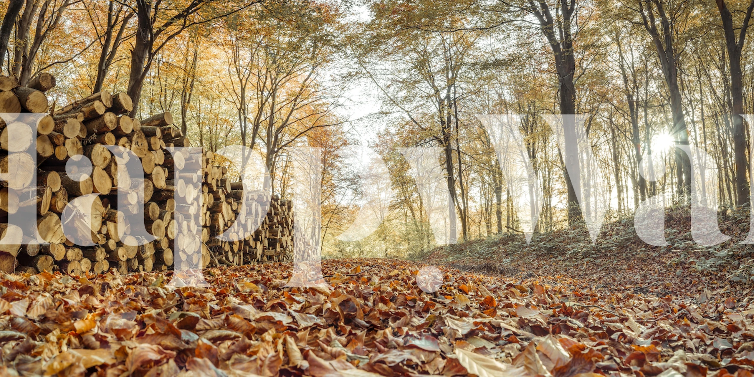 Wooden logs in an autumn forest with falling leaves wallpaper