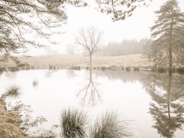 Misty trees around a lake