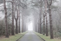 Mystic Woods Drive tapete