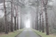 Mystic Woods Drive