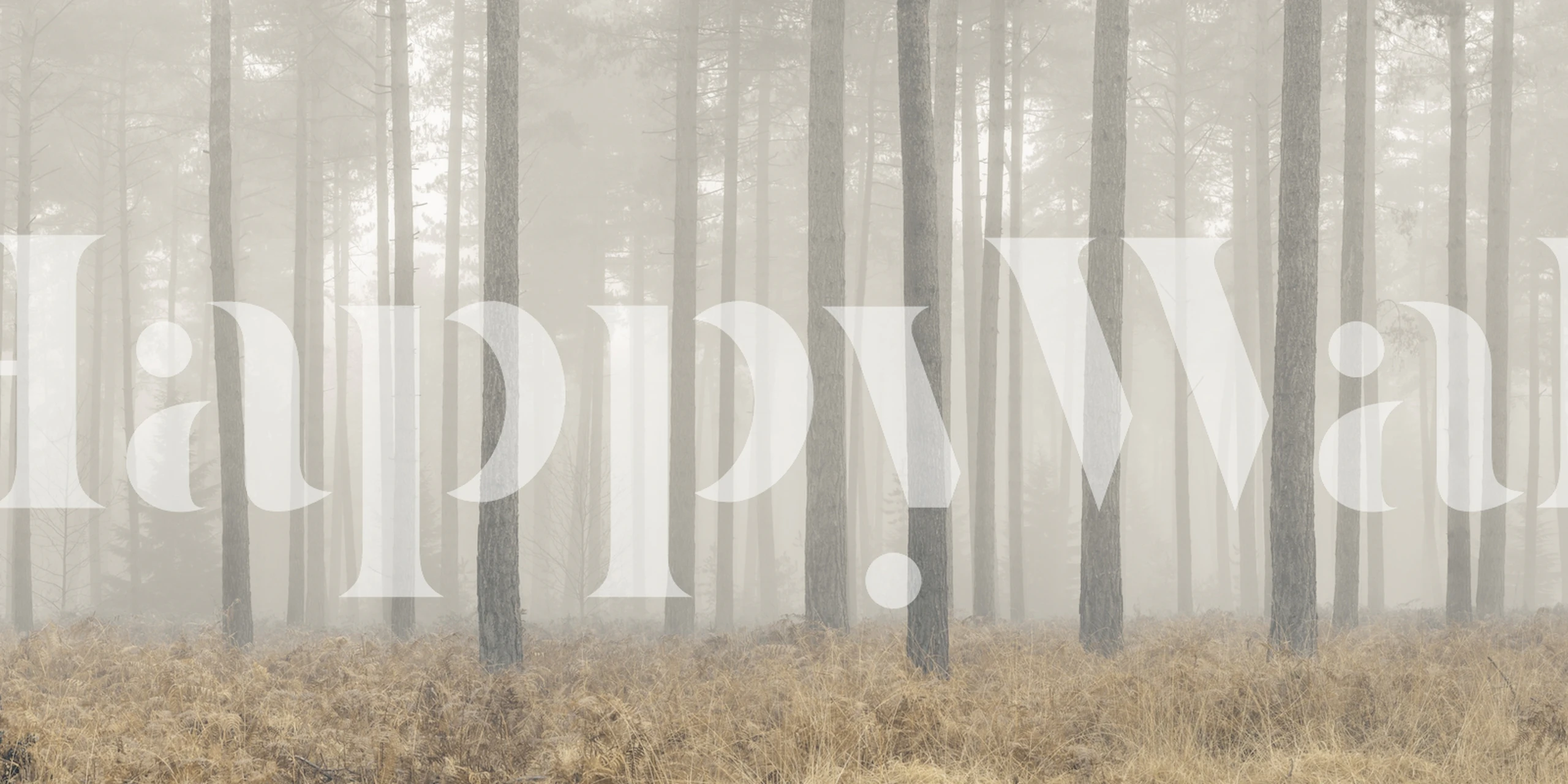 Misty forest scene with tall trees and fog wallpaper