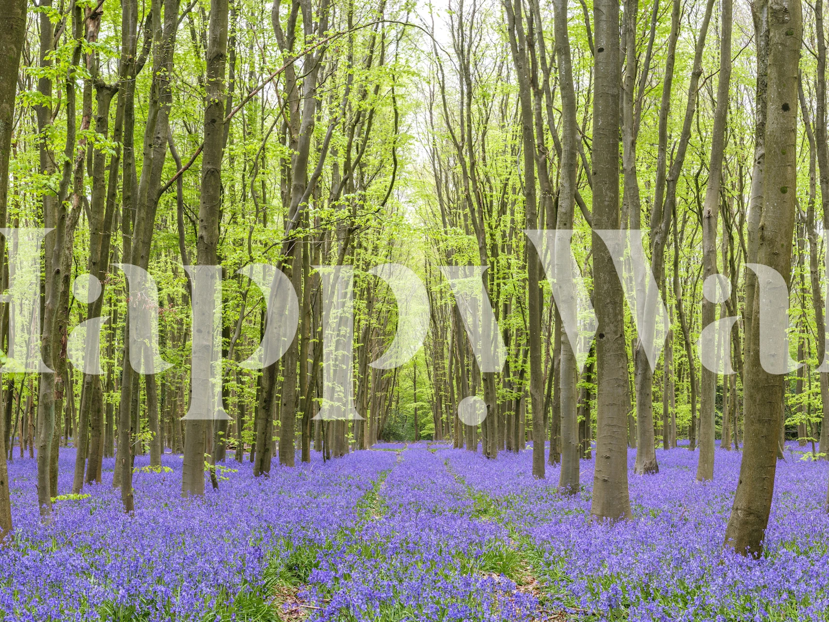Enchanted forest path with purple flowers