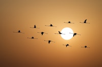 Flamingo Silhouettes tapete