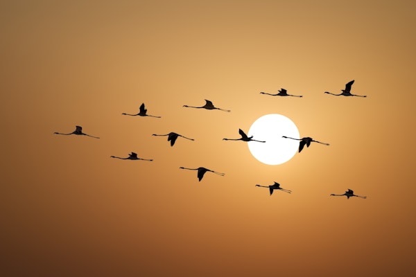 Flamingo Silhouettes