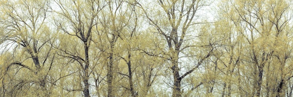 Tapestry of Forest Trees