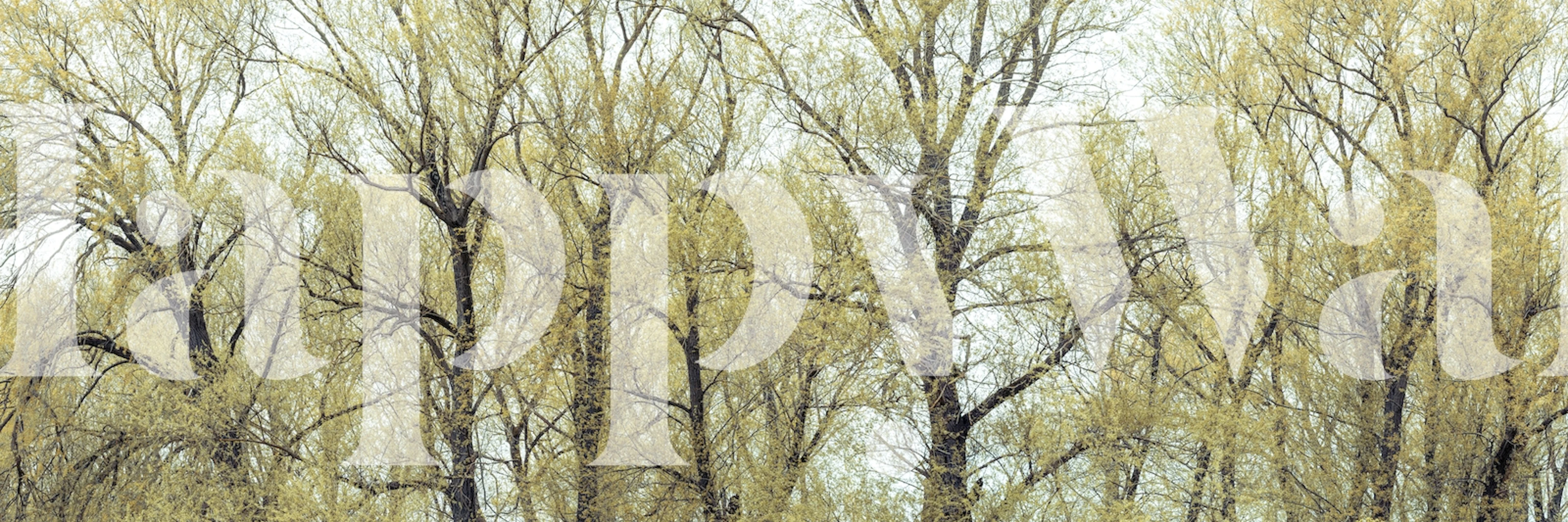 Tapestry of Forest Trees wall mural with interlacing tree branches and tranquil green tones