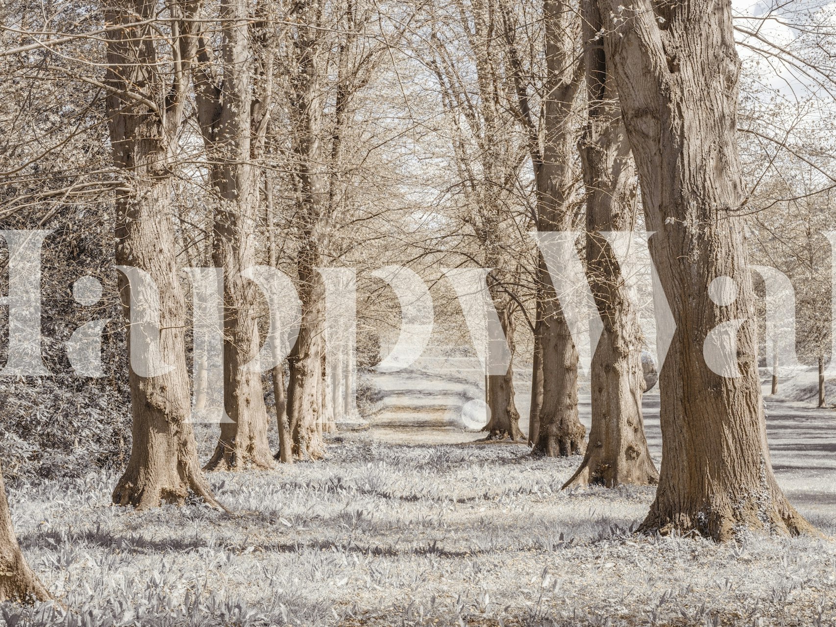 Tree-lined path with soft beige tones wallpaper