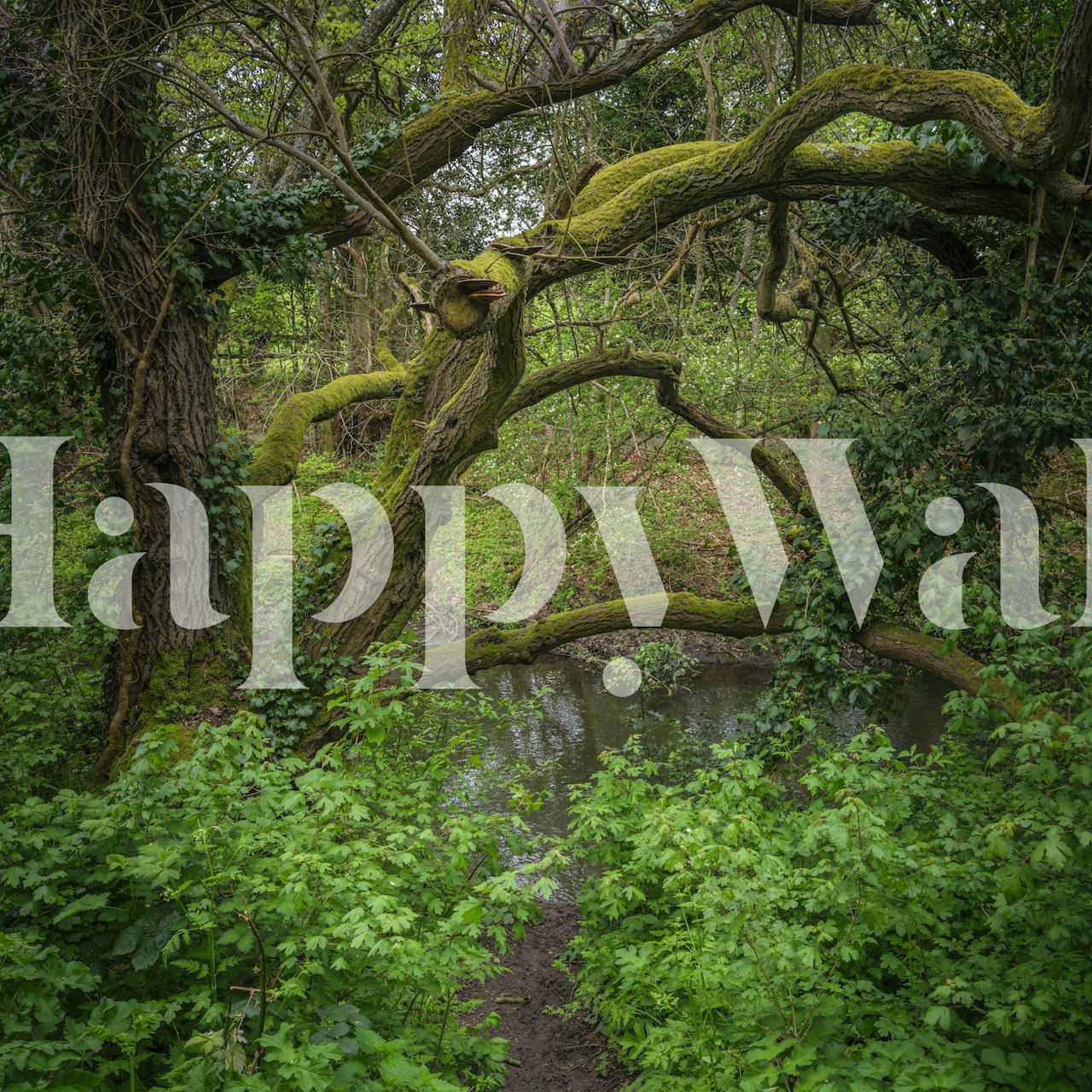 A World in Green wallpaper in a room