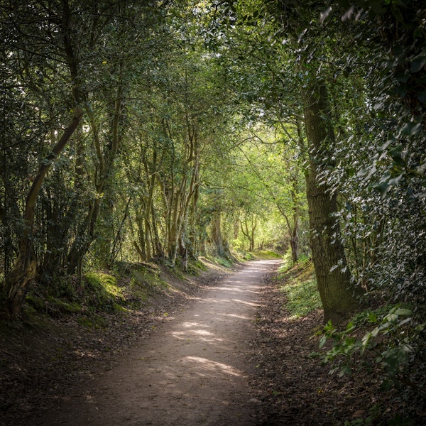 Driving Through a Forest Wonderland
