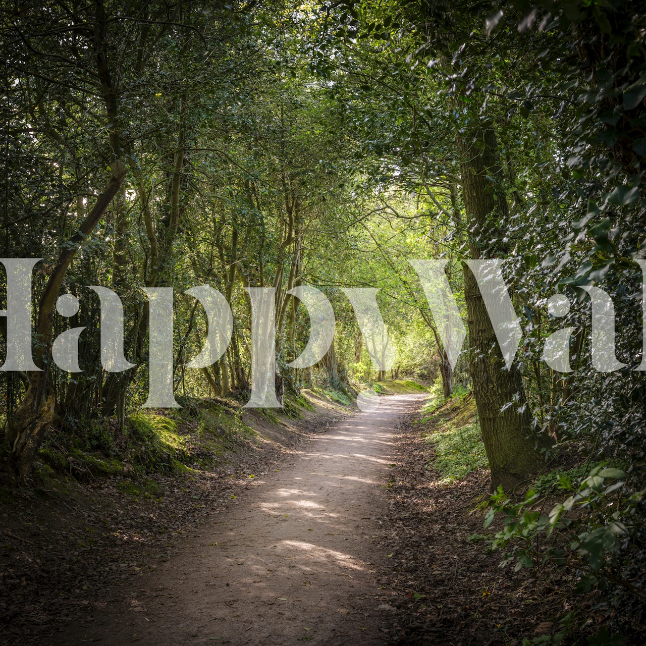 A serene forest pathway with green trees and sunlight wallpaper