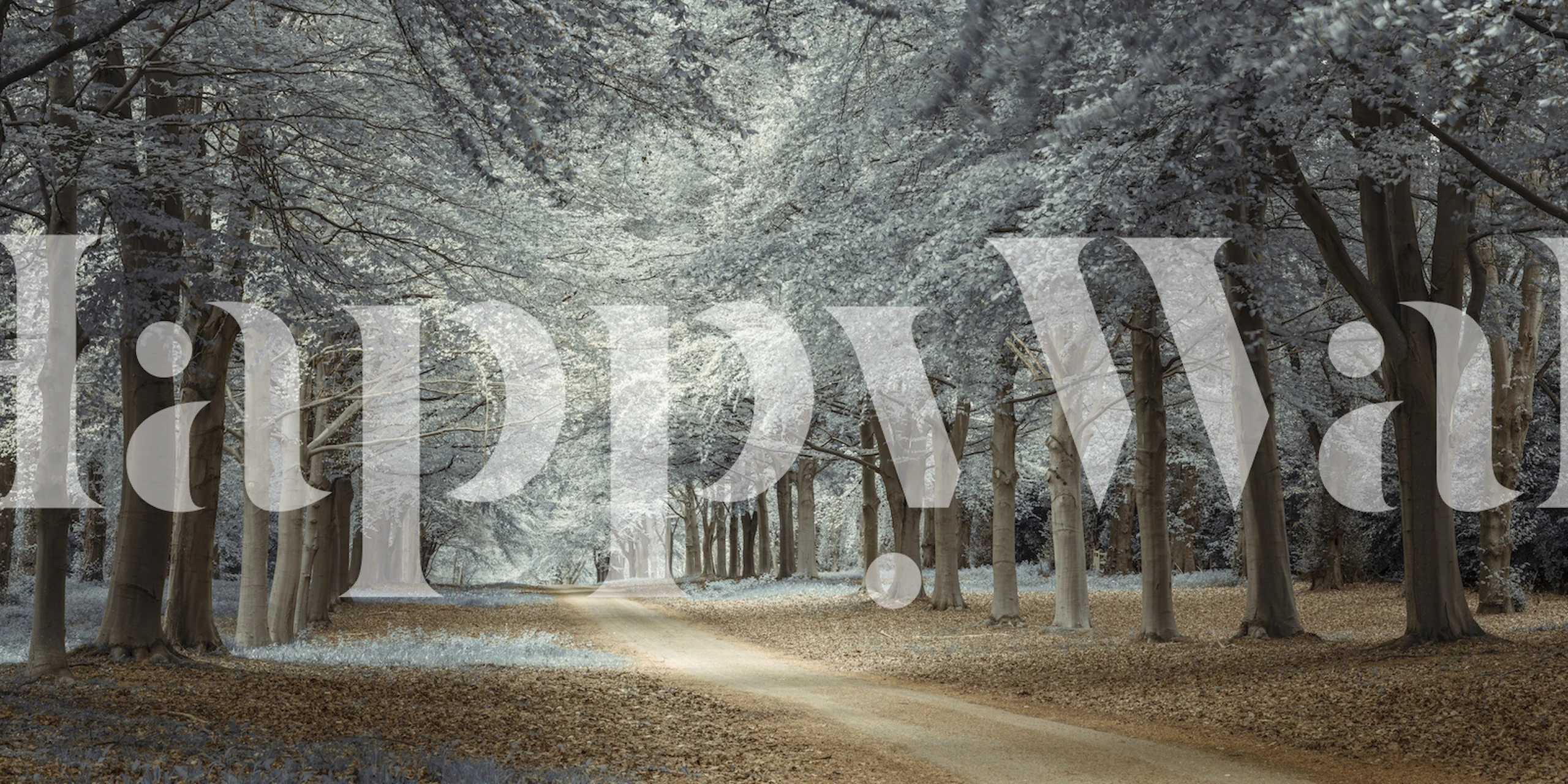 Woodsy Pathway wallpaper in a room