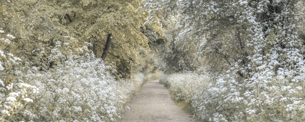 Woodland spring path