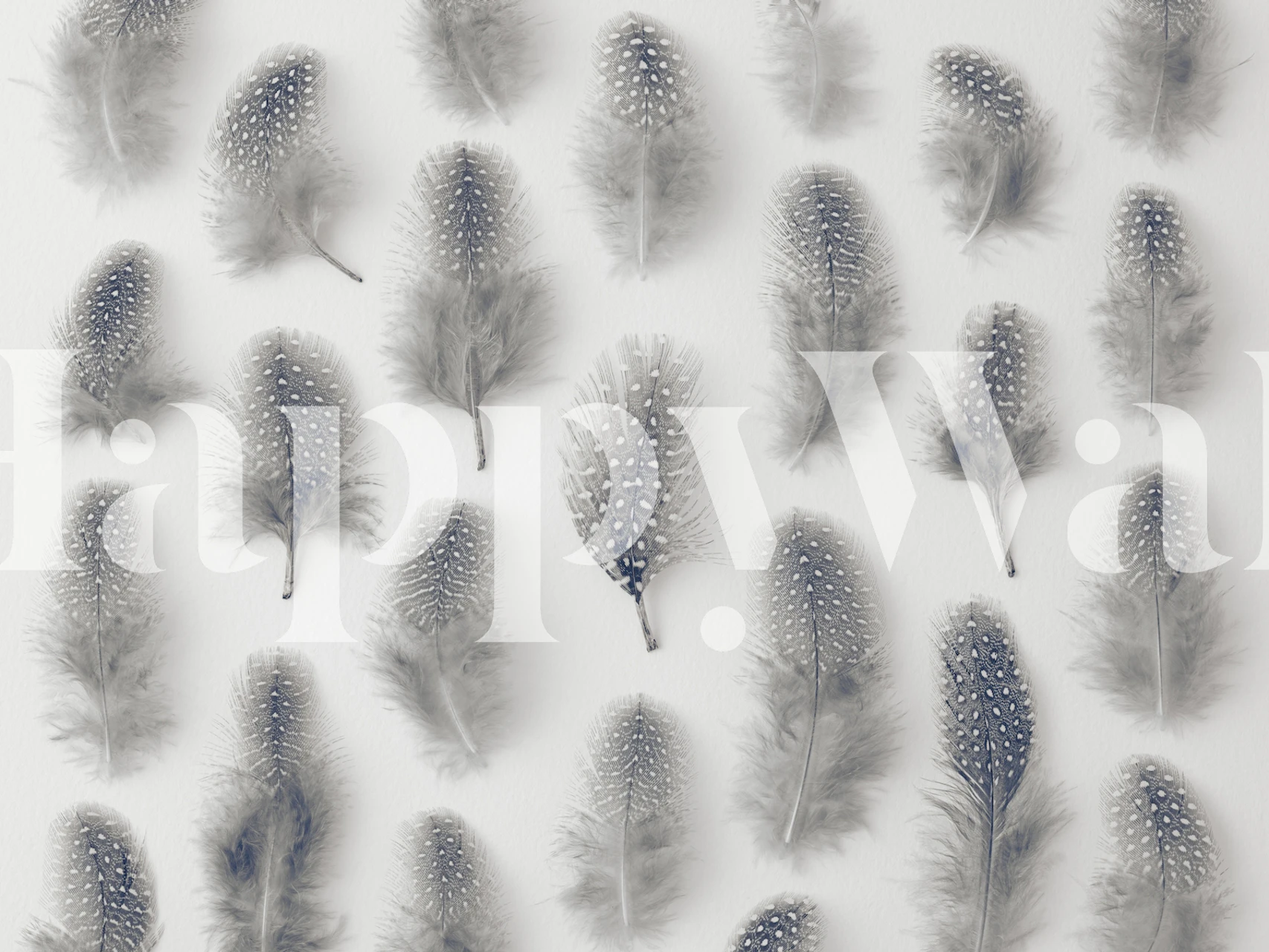 Grey feather pattern on white background wallpaper