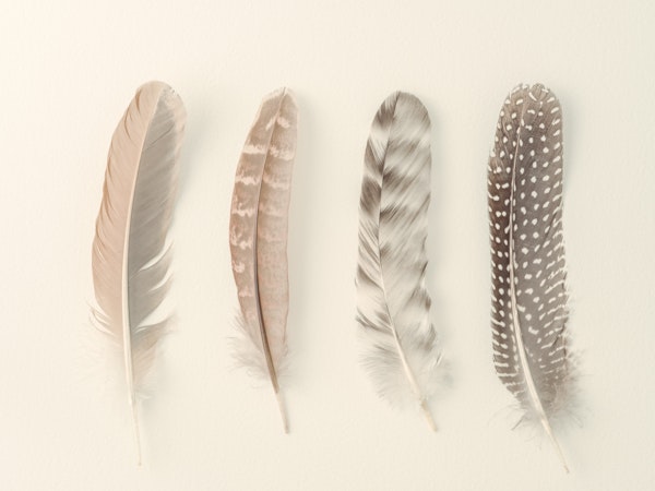 Study of Feathers
