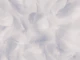Gentle Plumes