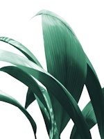 Banana Leaves Jungle Delight 1 ταπετσαρία