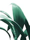 Banana Leaves Jungle Delight 1