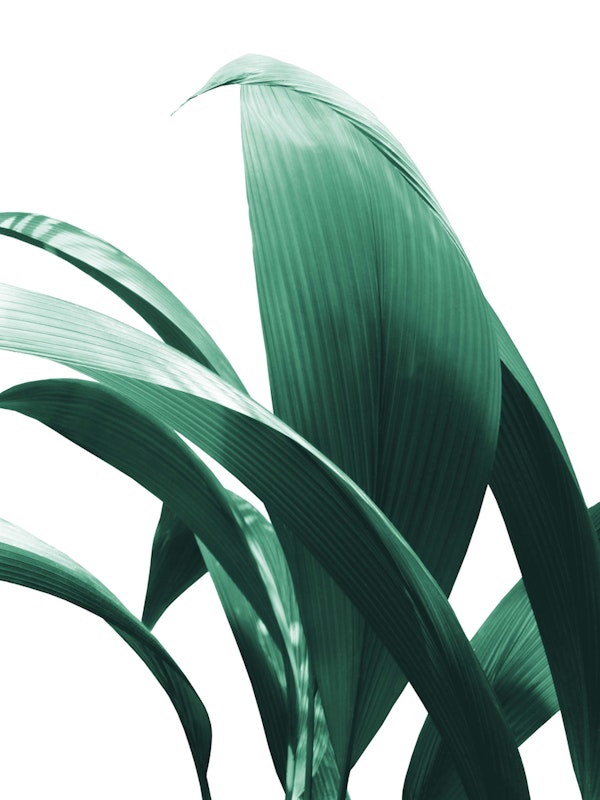 Banana Leaves Jungle Delight 1