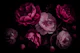 Moody Opulent Baroque Night Flower Peonies