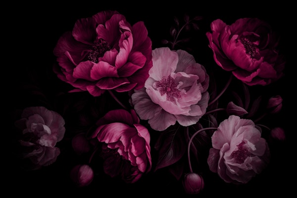 Moody Opulent Baroque Night Flower Peonies