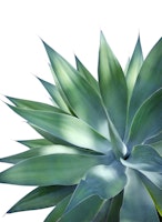 Agave Vivid Delight 1 tapete