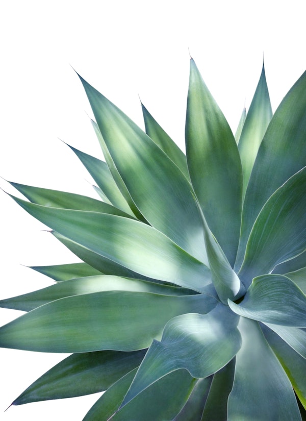 Agave Vivid Delight 1