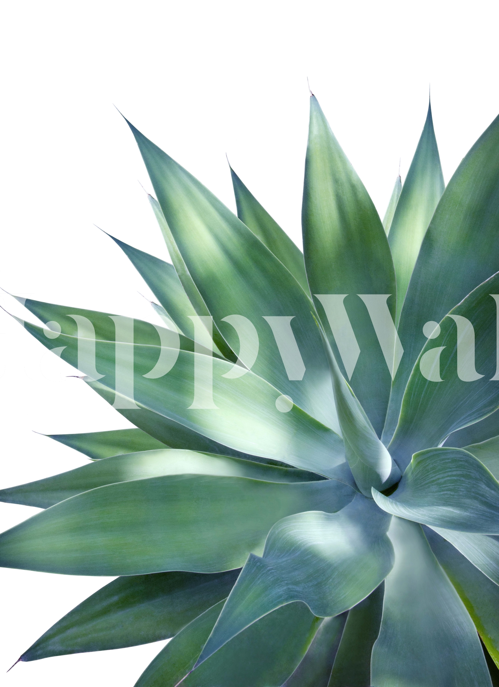 Agave Vivid Delight 1 Wallpaper | Happywall