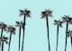 Minimal Black White Palms 2