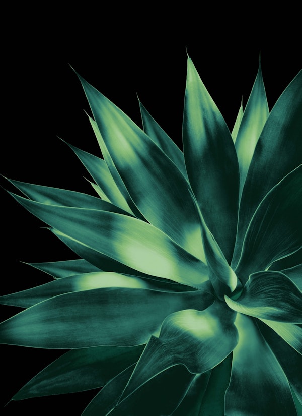 Agave Vivid Delight 2