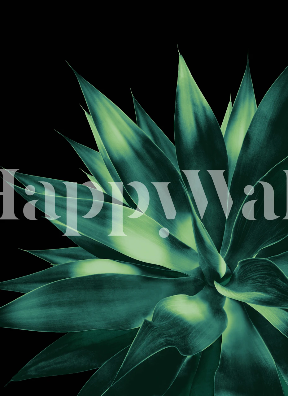 Large agave leaves in dark green against black background wallpaper