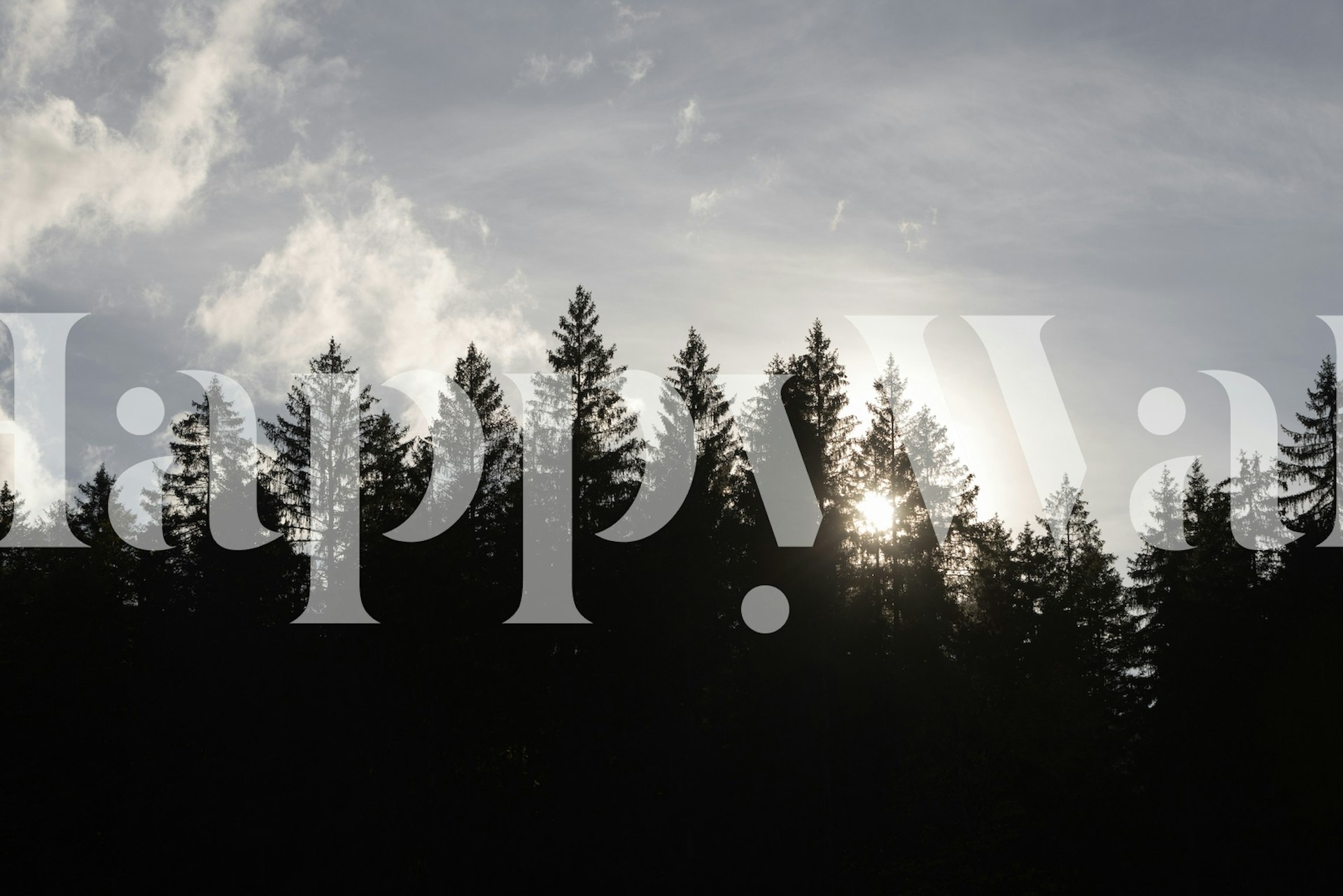 Silhouette of trees against the setting sun wall mural