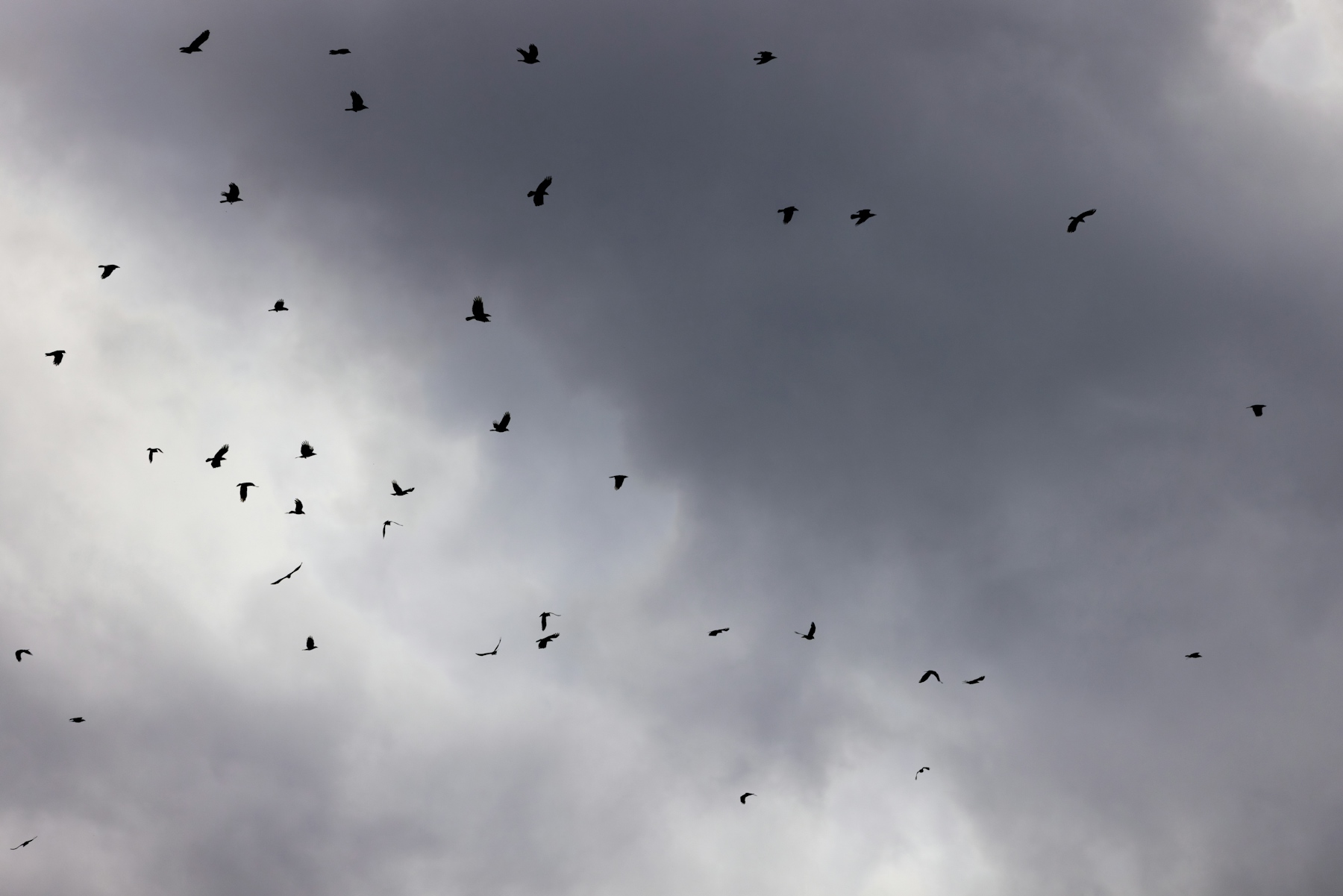 Birds and Clouds Wallpaper | Buy Online at Happywall