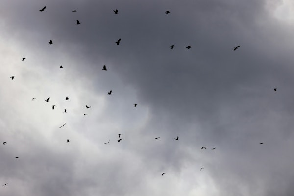 Birds and Clouds