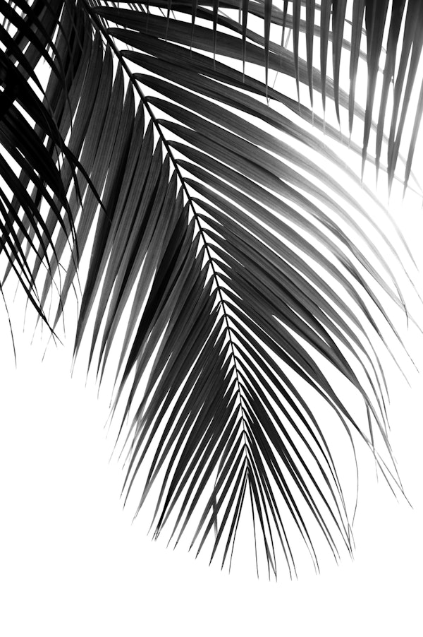 Palm Leaves Black White 5a