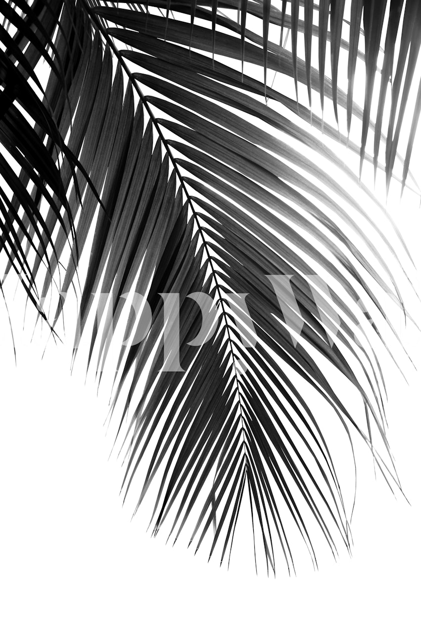 Ταπετσαρία Palm Leaves Black and White στο Δωμάτιο