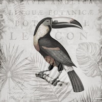 Toucans Tropical Hideaway Grey papel de parede