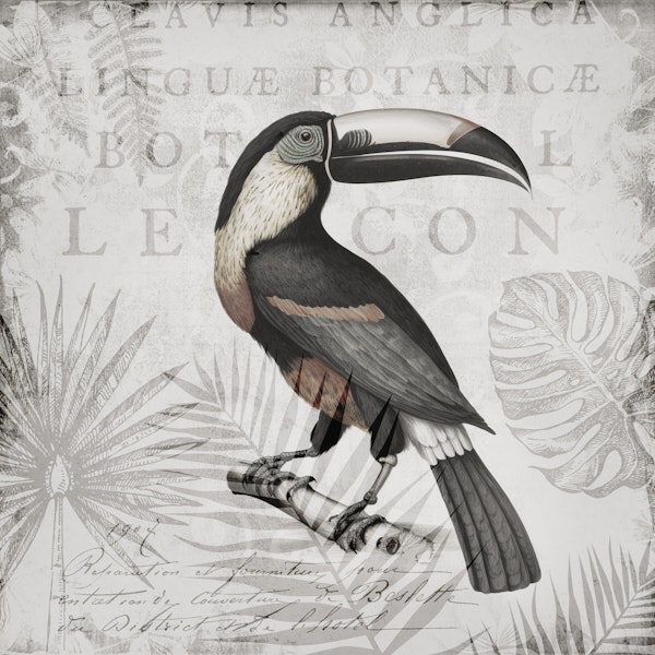 Toucans Tropical Hideaway Grey