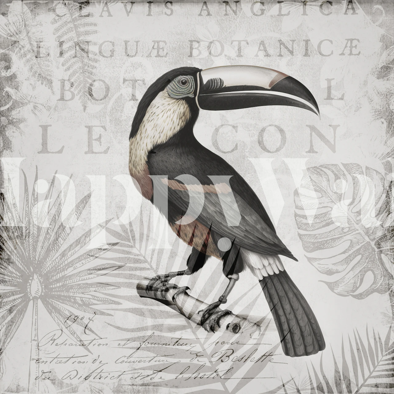 Toucans Tropical Hideaway Grey wallpaper in a room