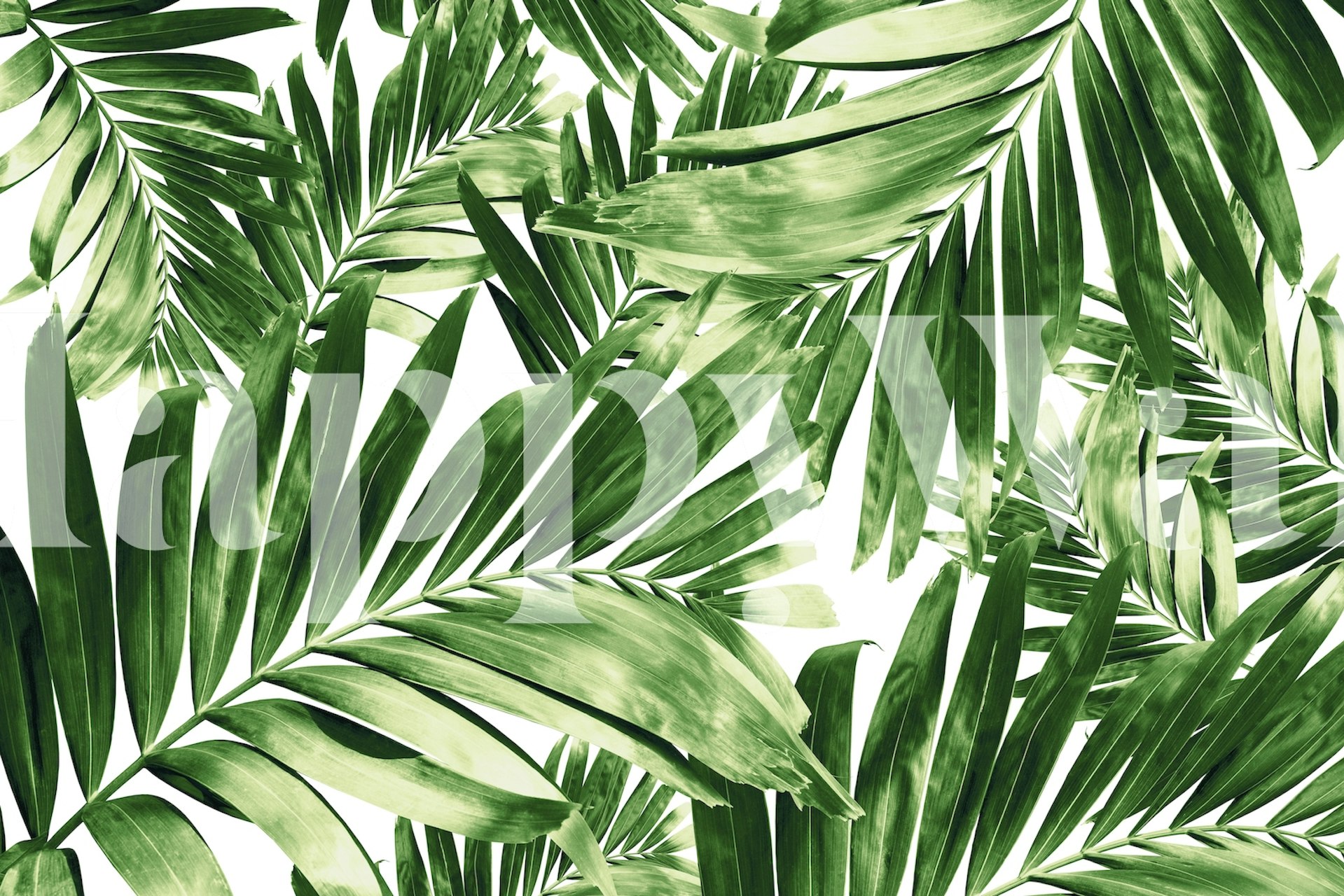 Green tropical palm leaves wallpaper on a white background