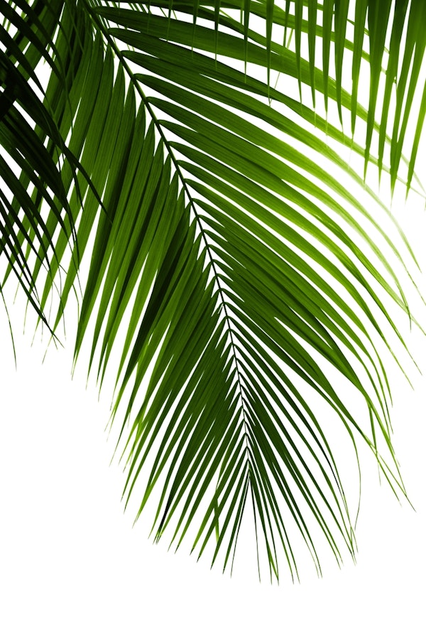 Palm Leaves Green Vibes 10