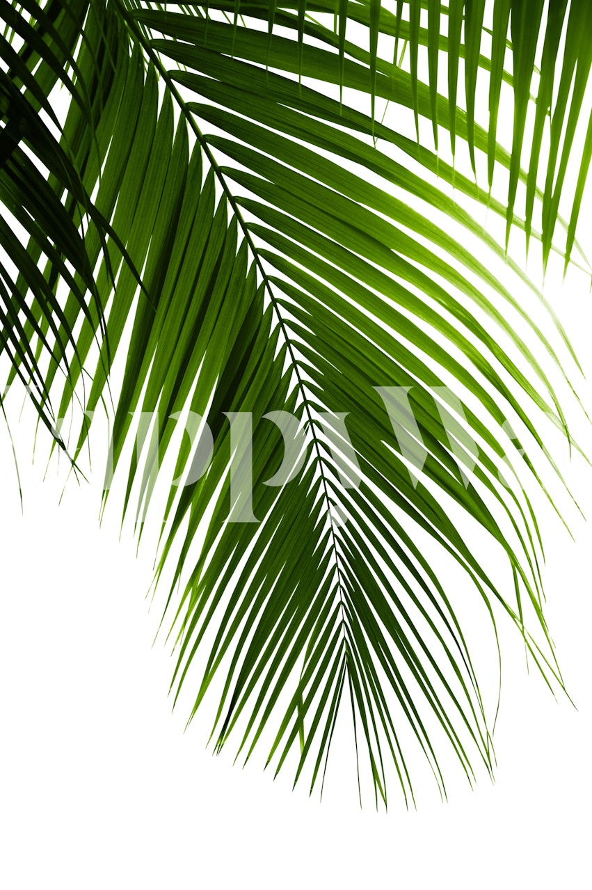 Tropical palm leaves wall mural for a refreshing room ambiance