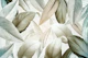 tropical leafy forest